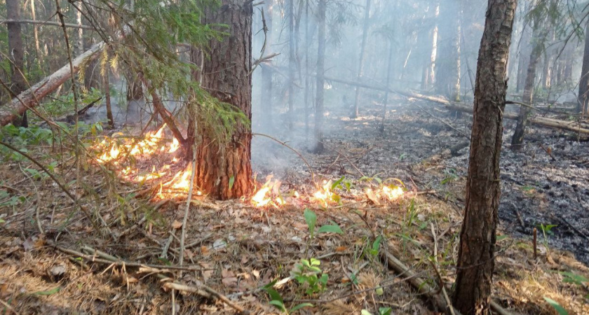 Умная камера МТС помогла предотвратить пожар в алатырских лесах