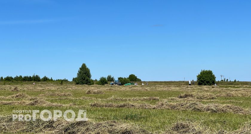 На чувашских полях пирует саранча, прилетевшая со стороны соседнего региона
