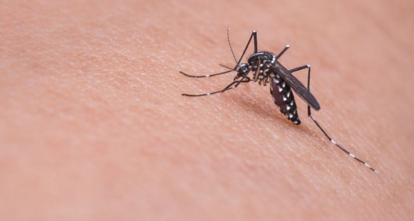 Писк под ухом больше не проблема: эти подручные средства помогут убрать надоедливых комаров 