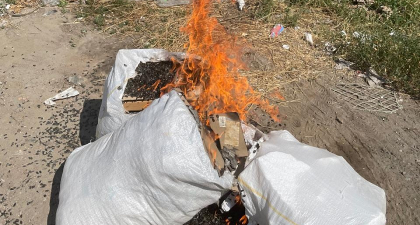 В Чувашии выжигают огнем зараженные семена с опасным сорняком из Северной Америки
