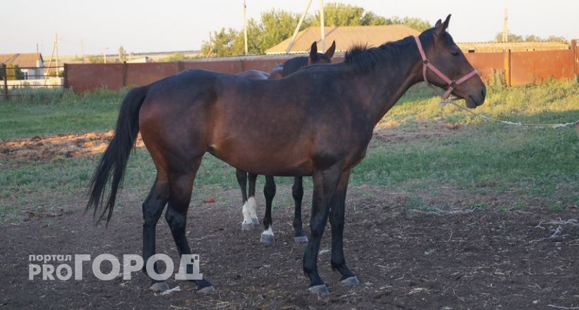 Лошади из Чувашии стали возможной угрозой распространения заразных и особо опасных болезней