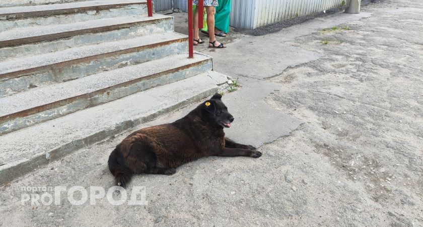 В чувашской деревне собака укусила мальчика, который приехал в гости к бабушке
