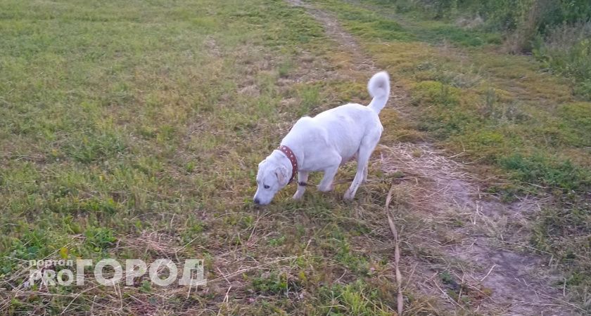 В Чебоксарах появятся три площадки для выгула собак за 3,5 млн