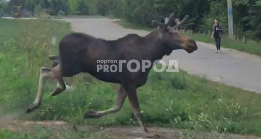 Дикий лось бегает по Новочебоксарску