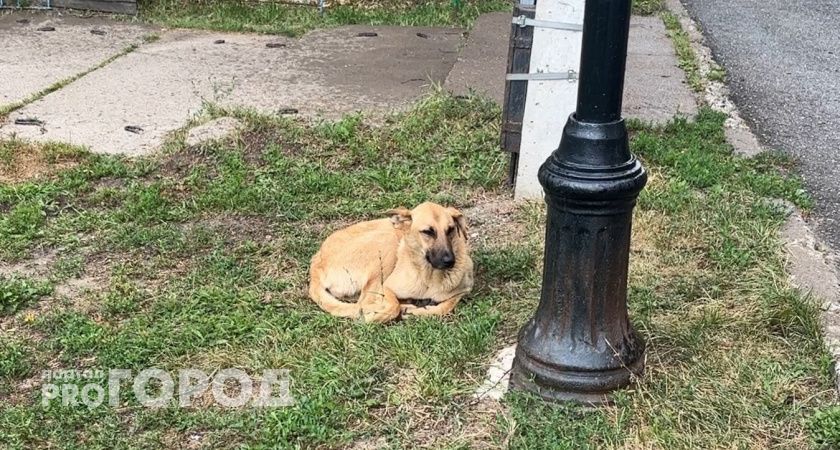 В Чувашии доработают закон о бездомных животных, чтобы не плодить беззаконие при их усыплении 