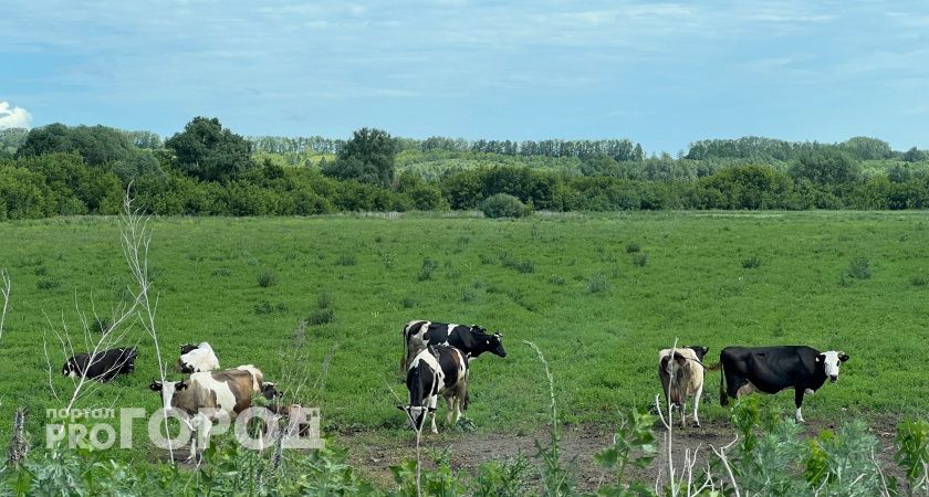 В Чувашии продали самую дорогую буренку страны по цене маленькой квартиры