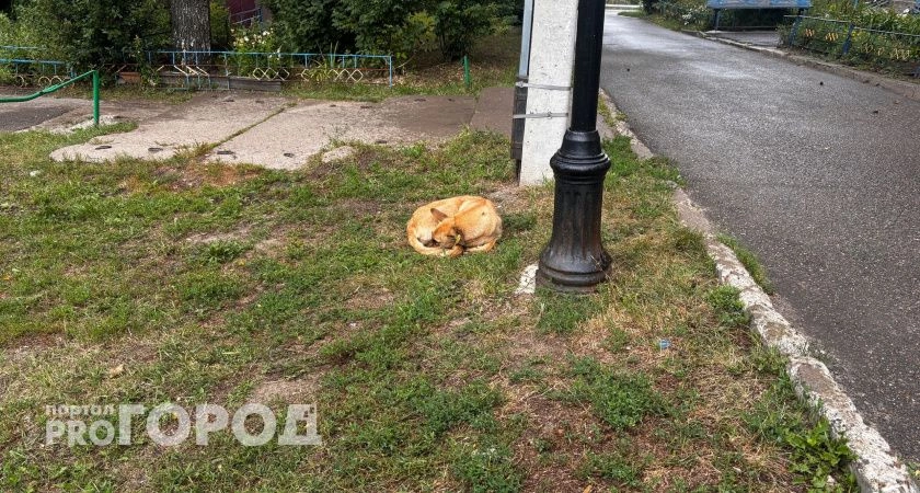 Фото к статье: Бродячая собака покусала школьника, который возвращался с уроков в Чувашии