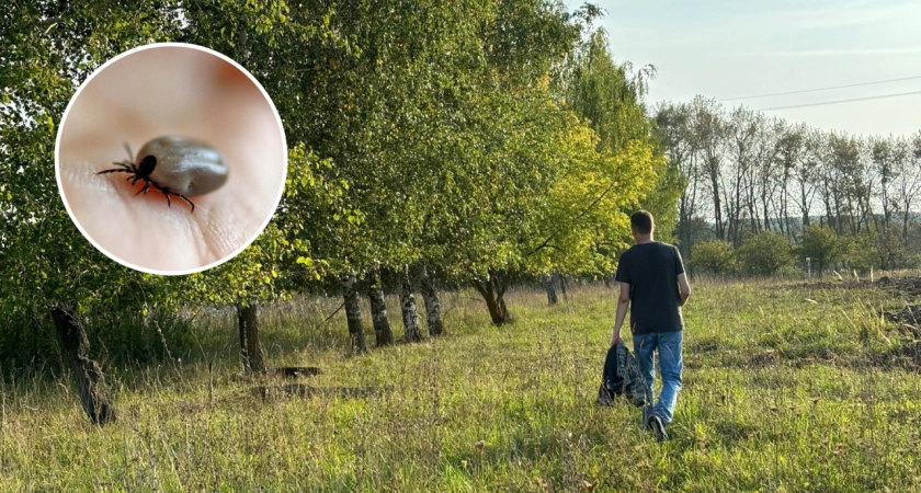 Фото к статье: За неделю с жителей Чувашии сняли более 200 клещей: каждый четвертый оказался переносчиком опасных болезней