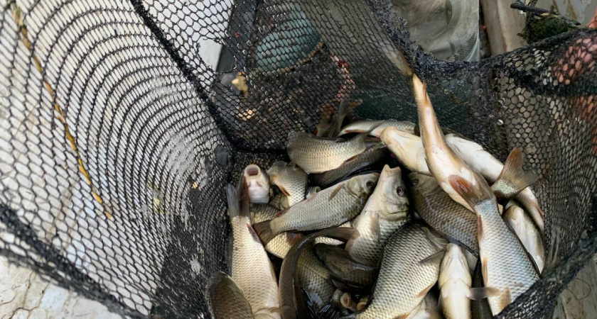 В Чувашии в Волгу выпустили более 27 тысяч мальков благородной рыбы