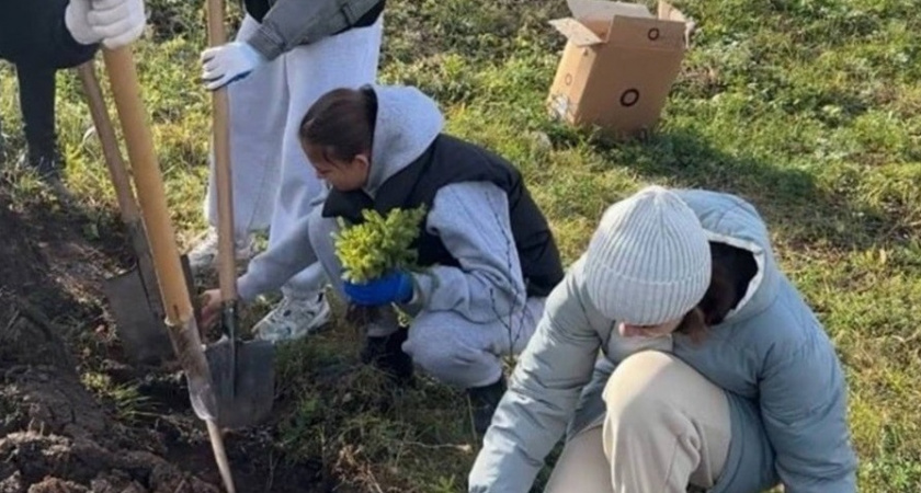 В одном из районов Чувашии высадили несколько сотен хвойных деревьев