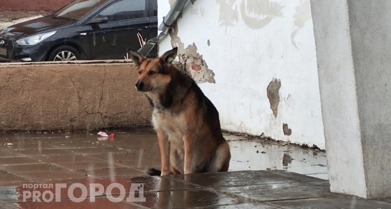 Фото к статье: Жителям Чувашии рассказали, как подать заявку на отлов бродячих собак