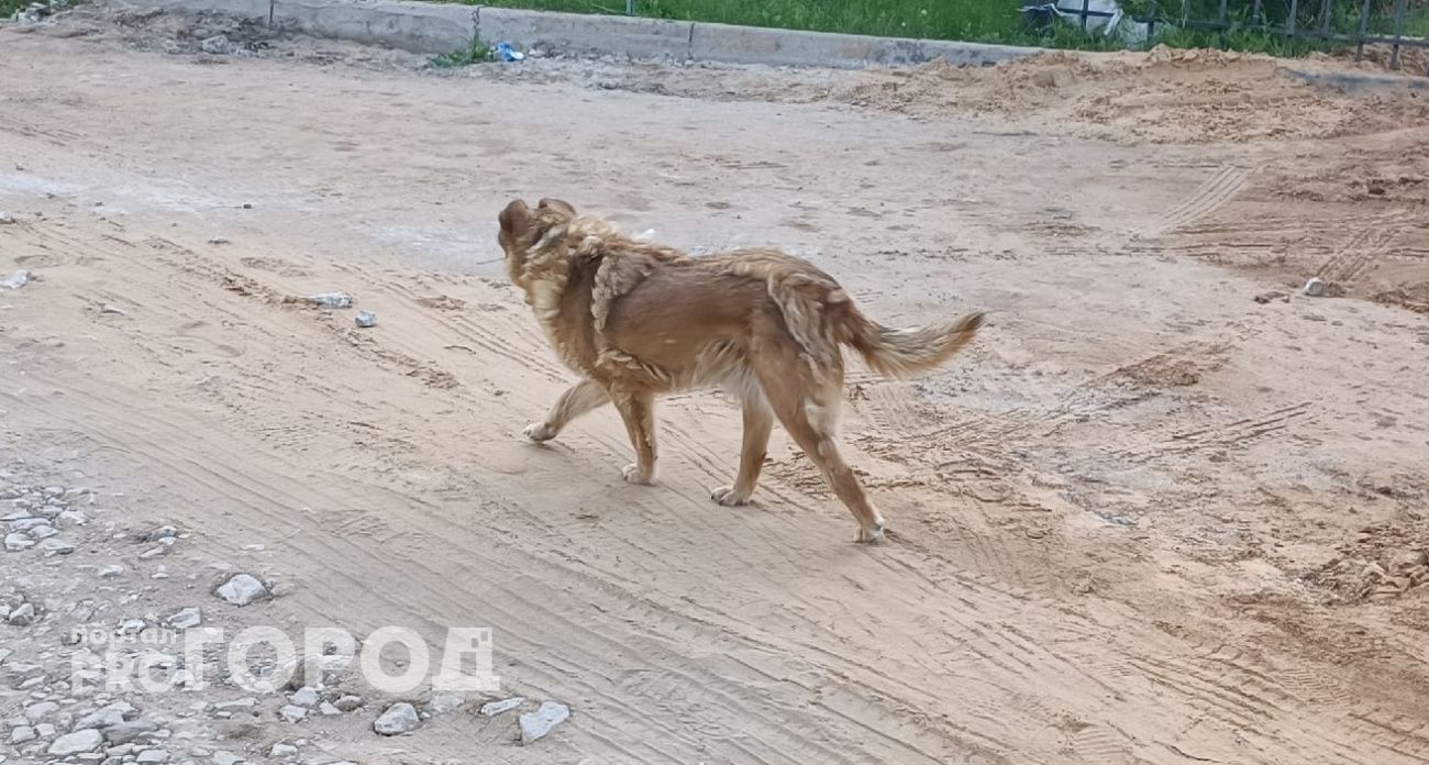 В Чебоксарах бездомная овчарка нападала на школьника, пока его не спасли прохожие