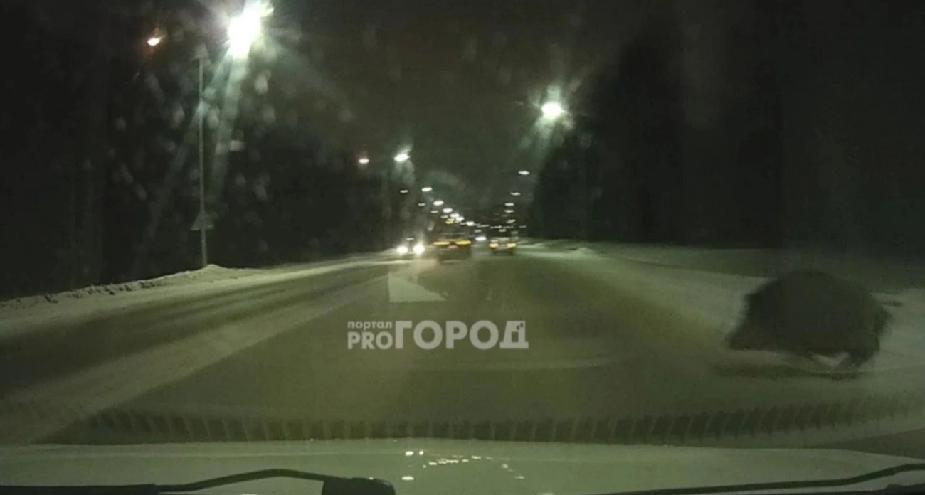 Фото к статье: В Чебоксарах водитель едва увернулся от дикого животного