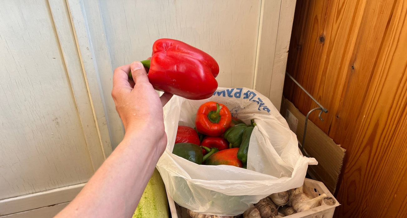 Хитрость опытных дачников: как один перец может обеспечить урожай на весь сезон