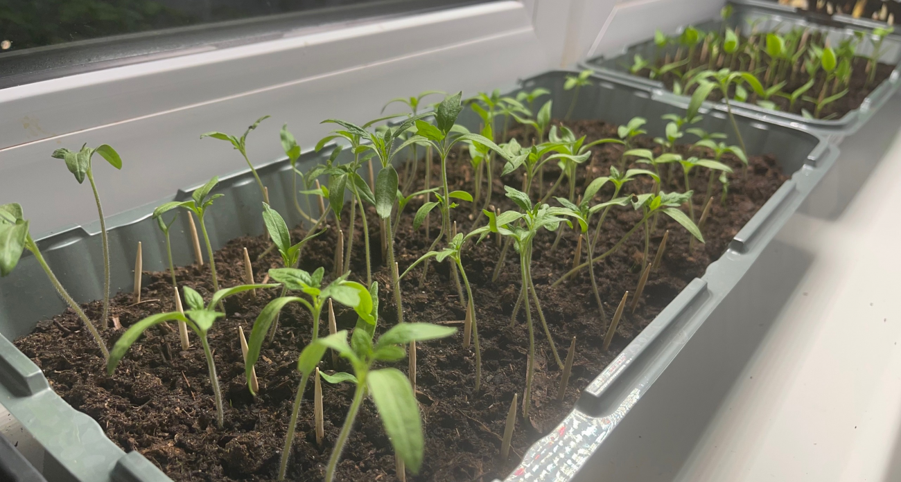 Получите пышную рассаду: добавьте в грунт раствор из двух копеечных средств - взойдет моментально