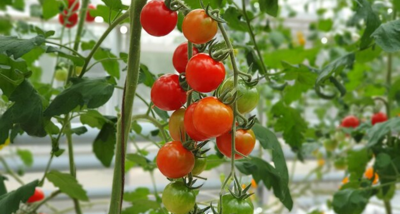 Соберете 30 килограмм с одного квадрата: эти семена томатов приживаются на любой почве