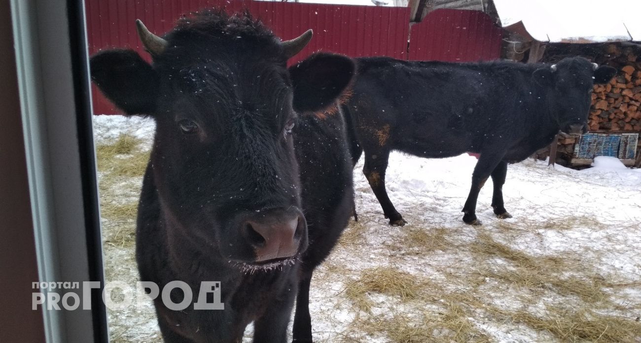 Чувашия возглавила рейтинг регионов по запросам страховых выплат за домашний скот