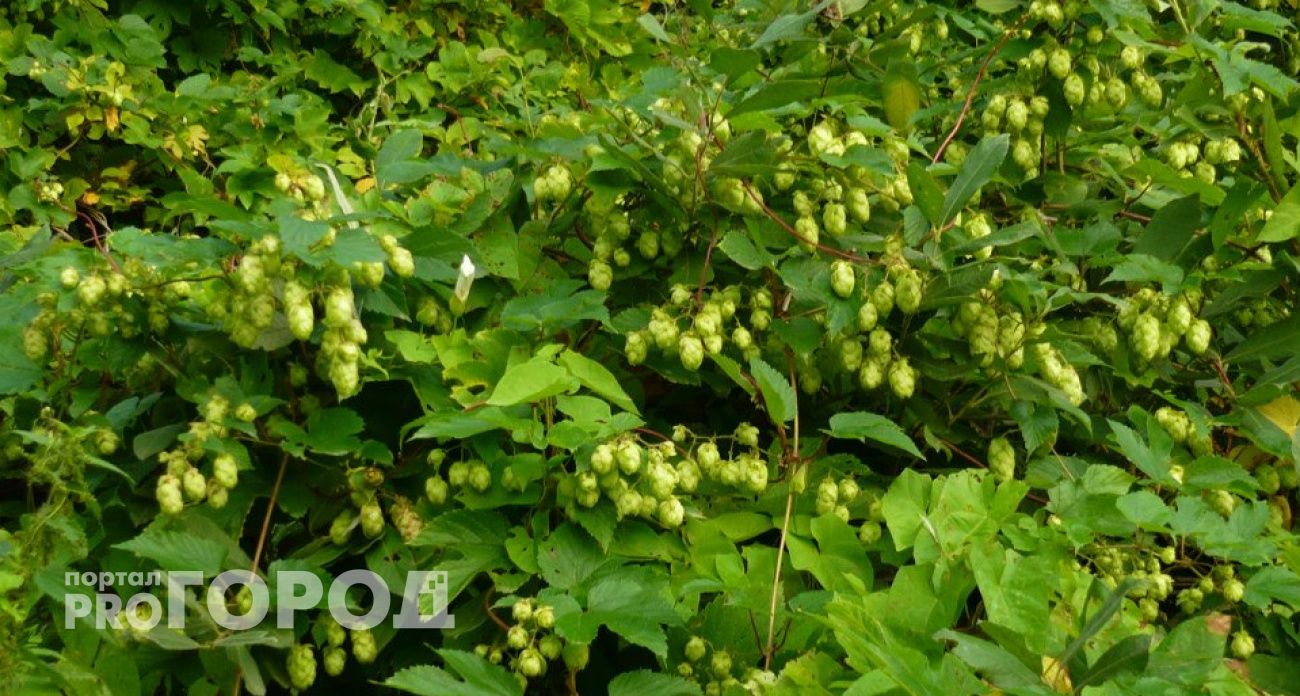 Власти Чувашии потратят почти два миллиарда на поддержку хмелеводства