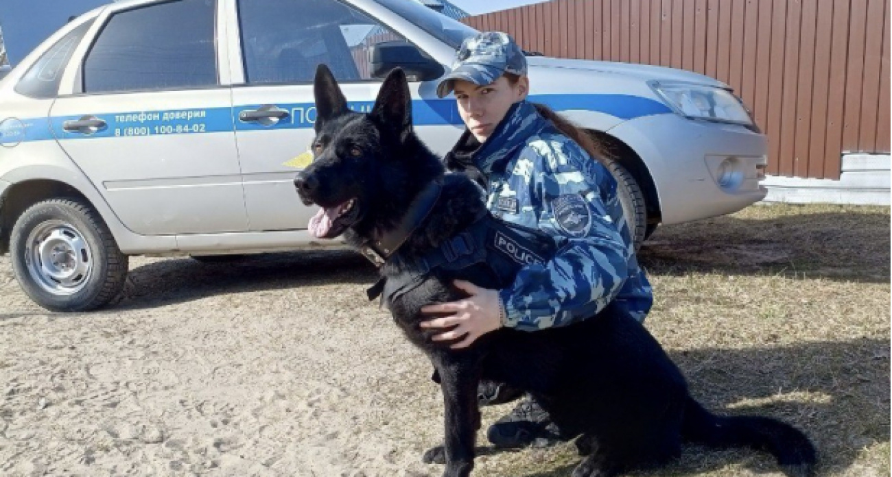 Овчарка по кличке Джой вывела оперативников к дому шумерлинца, который полоснул ножом мужчину