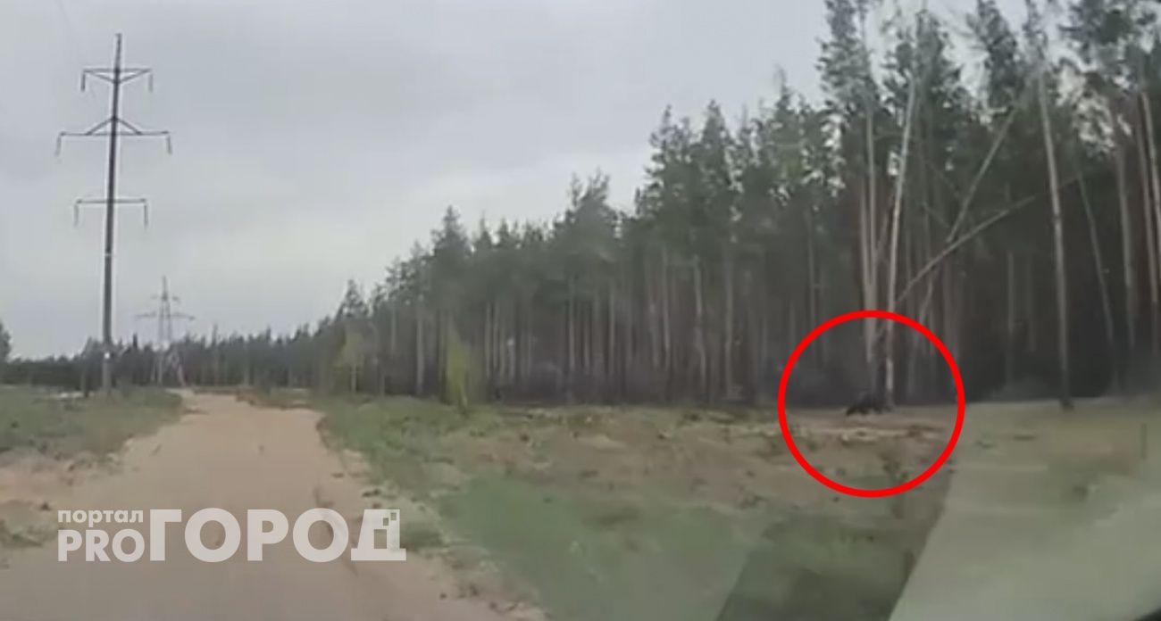 Рядом с пляжем возле ГЭС в Заволжье заметили медведя