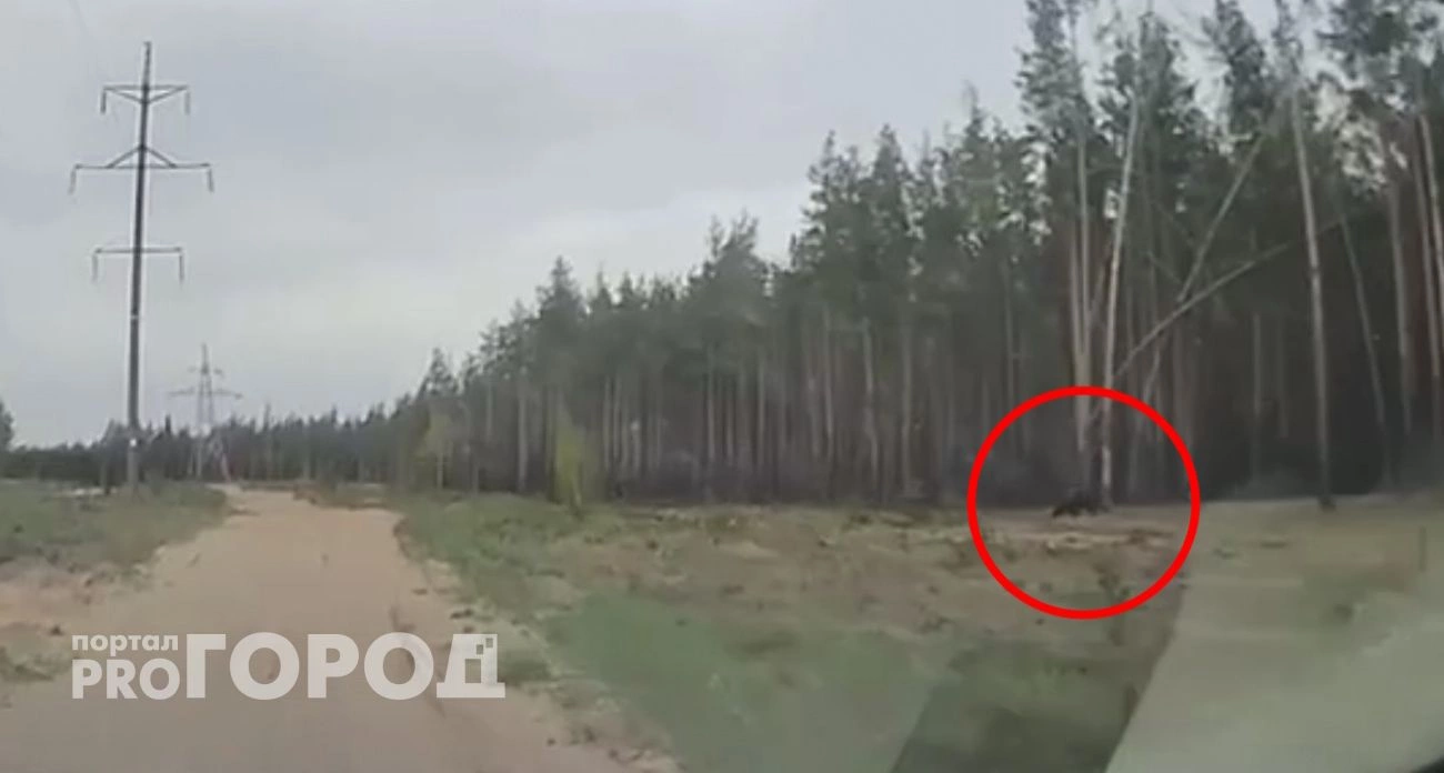 Фото к статье: Рядом с пляжем возле ГЭС в Заволжье заметили медведя