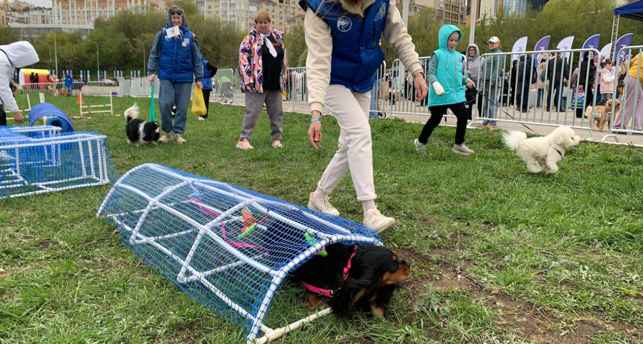 Парад собак в Чебоксарах собрал около 500 гостей: участники приехали из шести городов России