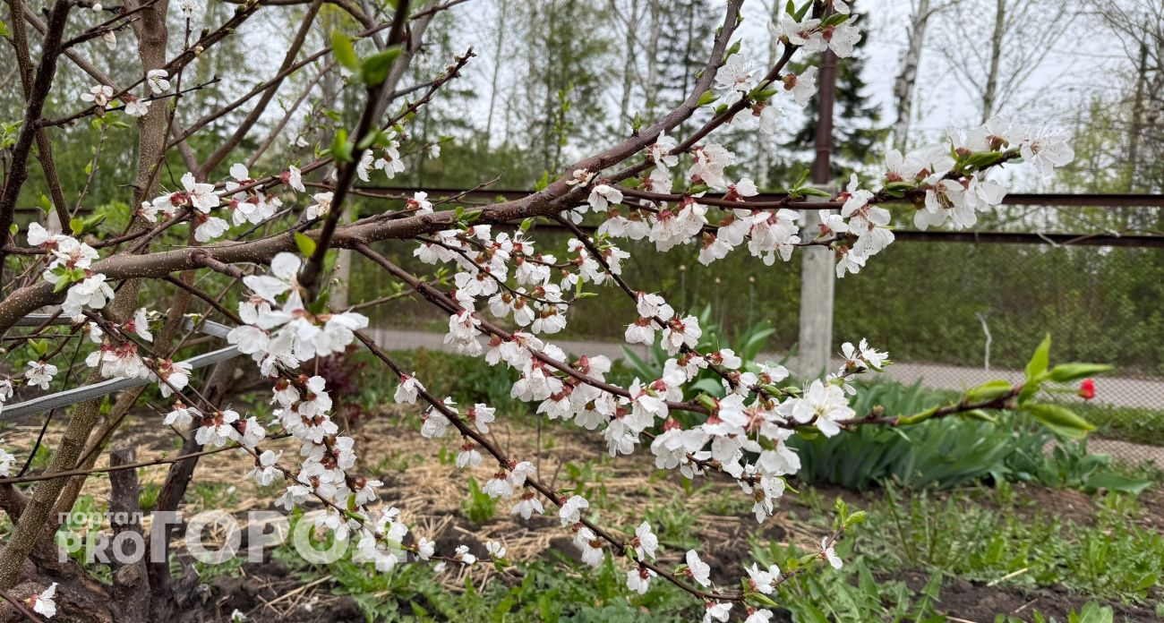 Первые майские выходные не смогут порадовать жителей Чувашии теплом: будет облачно и дождливо