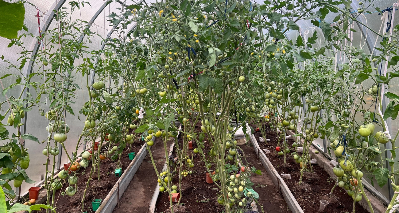 Высаживаю томаты в теплицу в эти даты: получается в 5 раз больше урожая