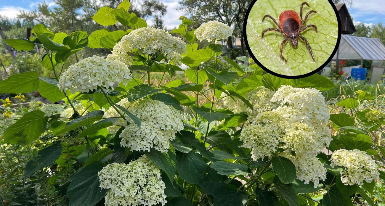 Сажаю этот цветок на участке каждый сезон: клещи бегут как от огня