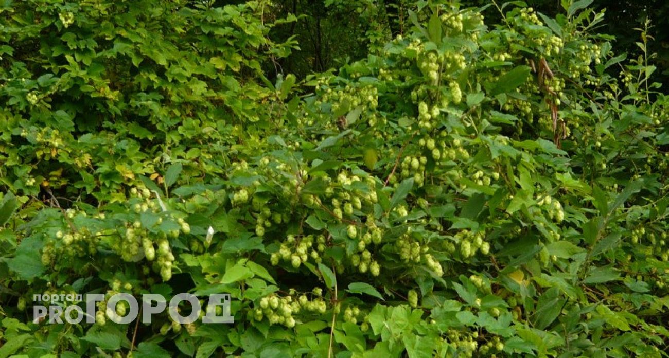 В Чувашии заработает "Школа пивоваров", в которой будут готовить профессиональных хмелеводов