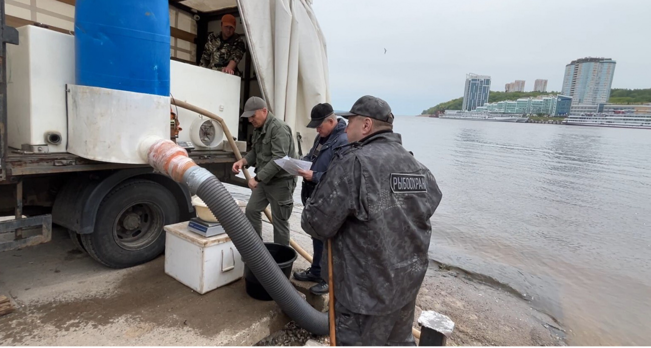 На канале ОТР показали, как в Чебоксарах выпускали мальков краснокнижной стерляди