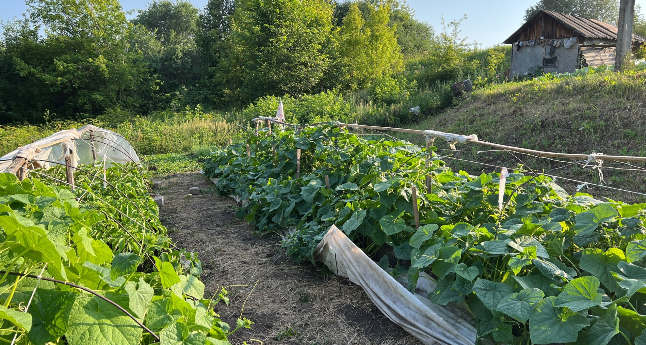 Эксперт шокировал дачников: эти 3 овоща взорвут урожай в 2025 году