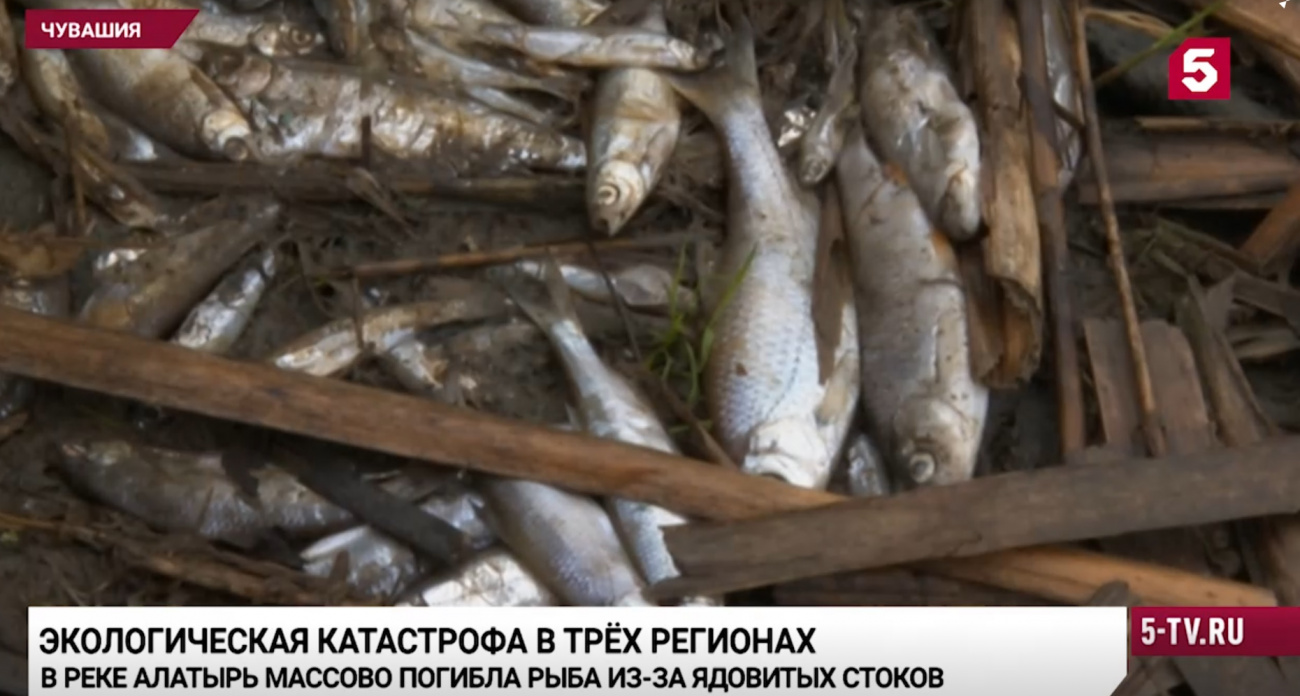 Подробности масштабной экологической катастрофы в Чувашии и двух соседних регионах раскрыли на федеральном ТВ