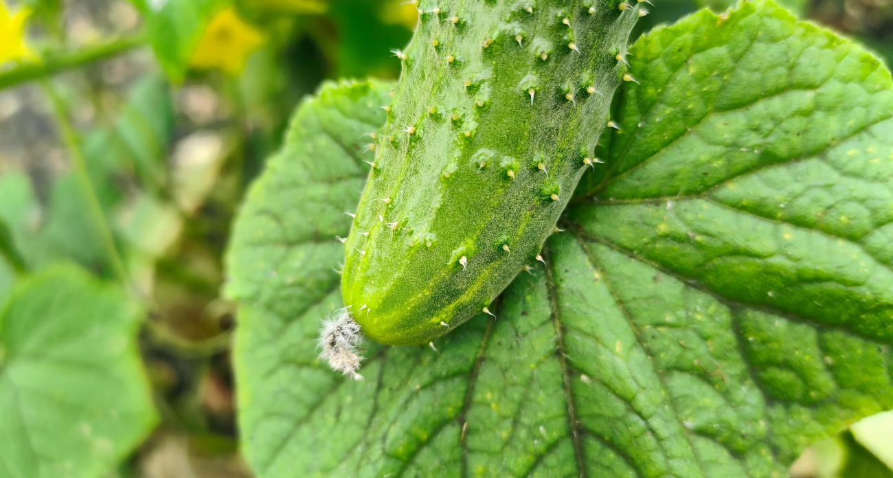 Ваши огурцы перестанут горчить: просто не совершайте эту ошибку при поливе