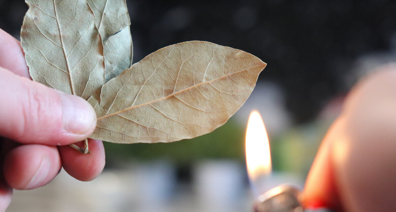 Поджигаю лавровый лист прямо в квартире: этот простой обряд меняет жизнь в лучшую сторону