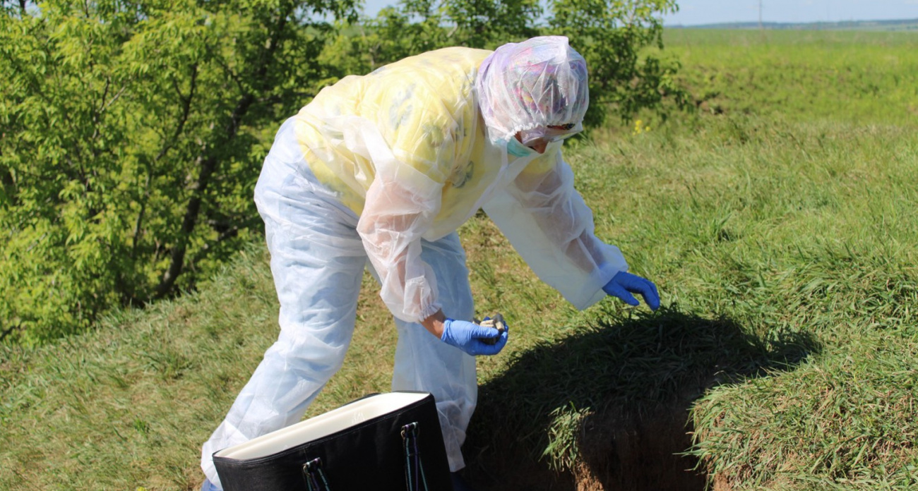 В Чувашии специалисты разложили приманки с вакциной от бешенства в местах обитания диких хищников