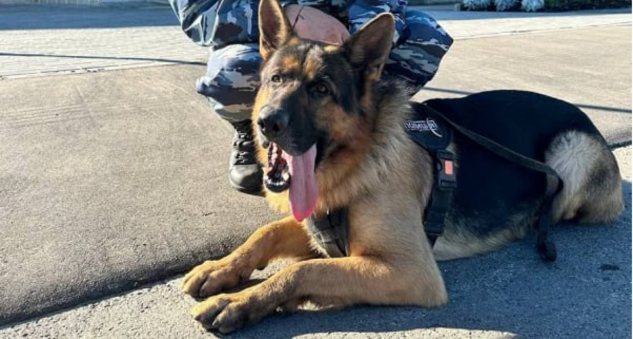 Полицейский пес Арчи вышел на след старушки, которая пропала из дома в Чувашии