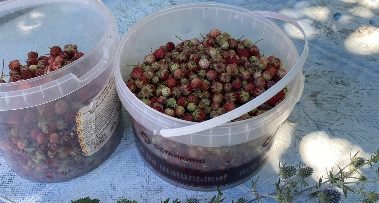 Сорвал – попал в тюрьму: россиянам грозит до 4 лет тюрьмы за сбор любимой ягоды