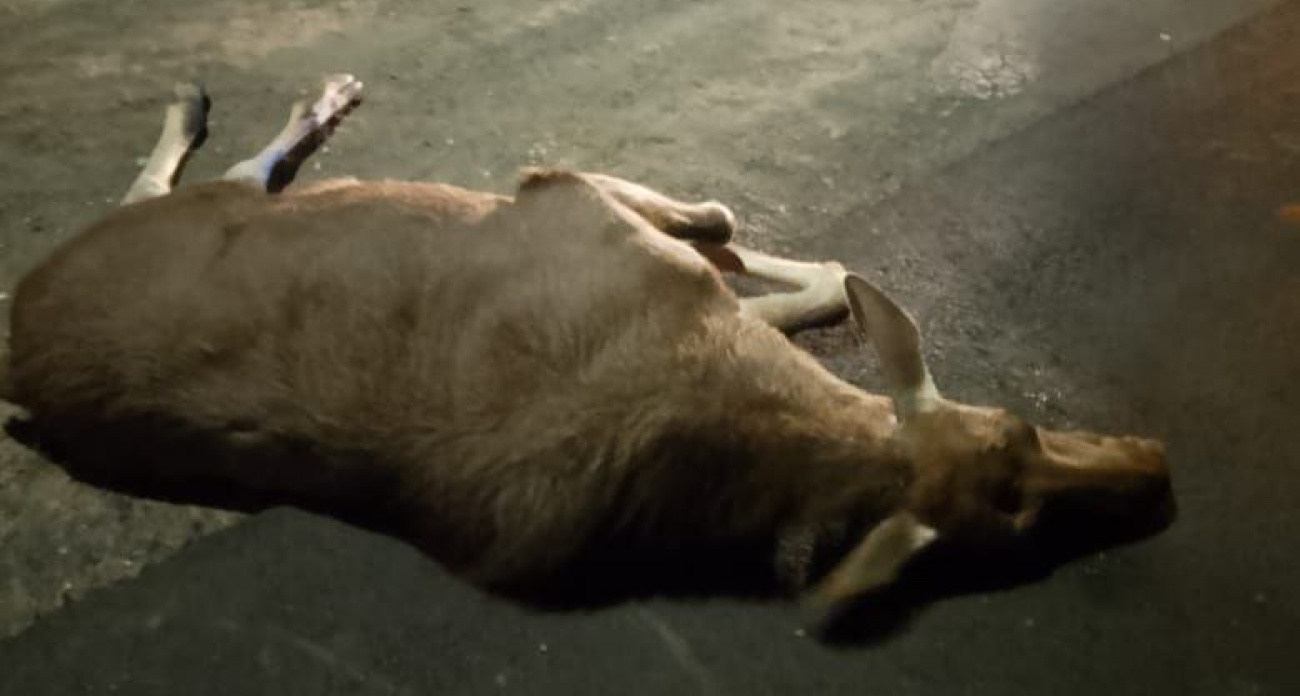 В Чувашии водители стали чаще сбивать диких животных: жителям региона напомнили, чем грозит такое ДТП