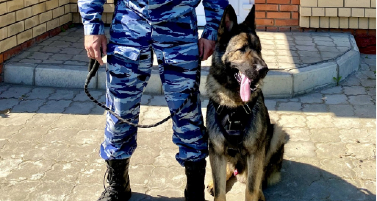 Служебная овчарка Порш вывела чебоксарских полицейских на след грабителя