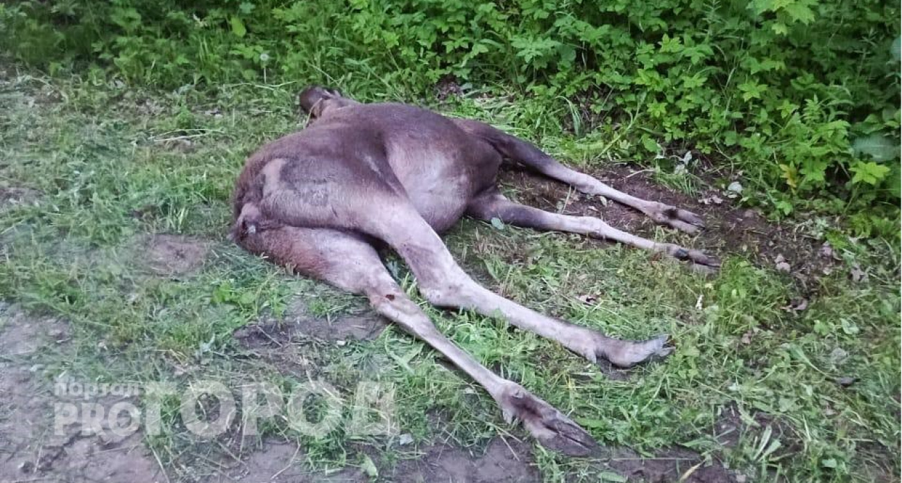 Лось вылетел под колеса скорой помощи в Чебоксарах