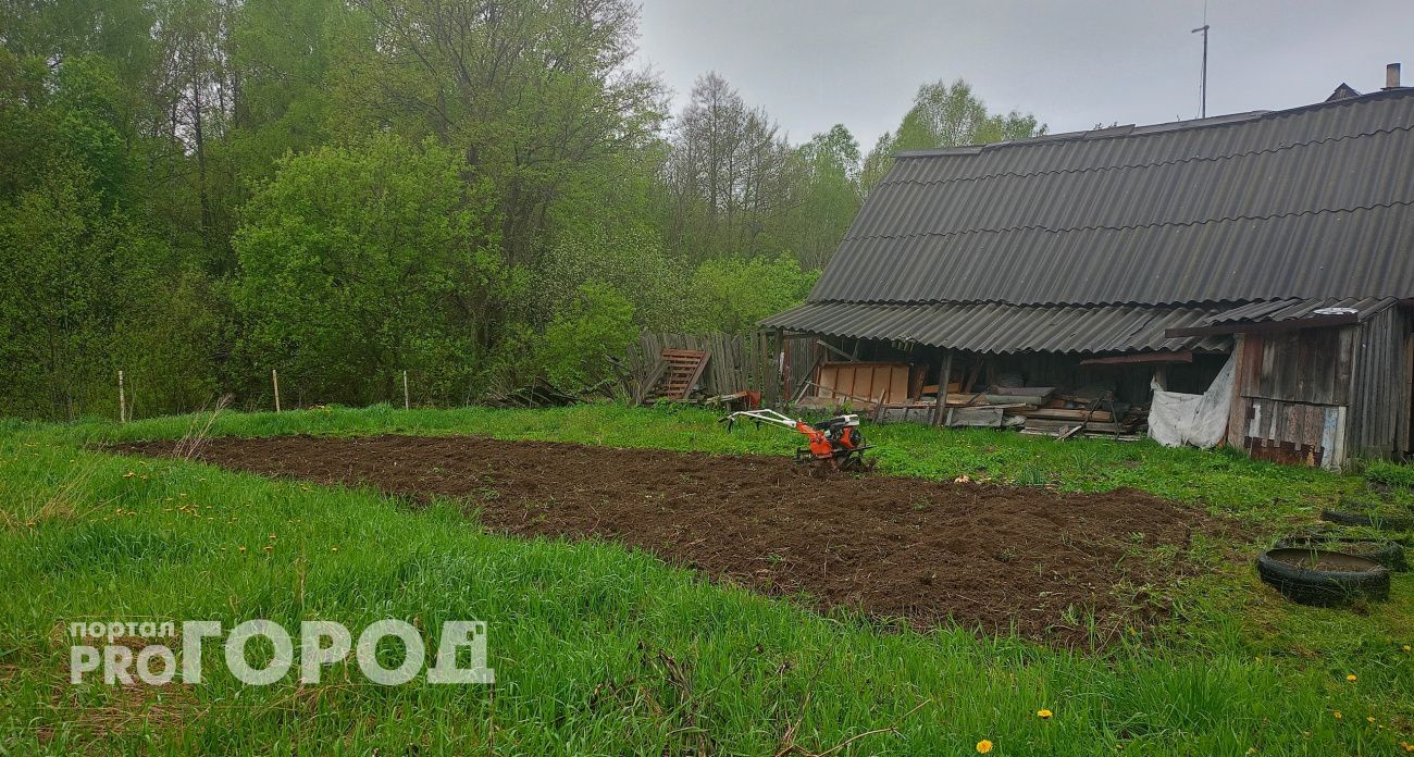 Впервые в полях и огородах Чувашии заметили садового комарика