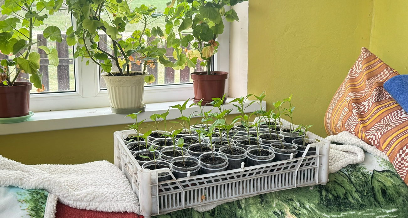 Одна ложка – и рассада толстеет на глазах: станет крепче всего за пару дней 