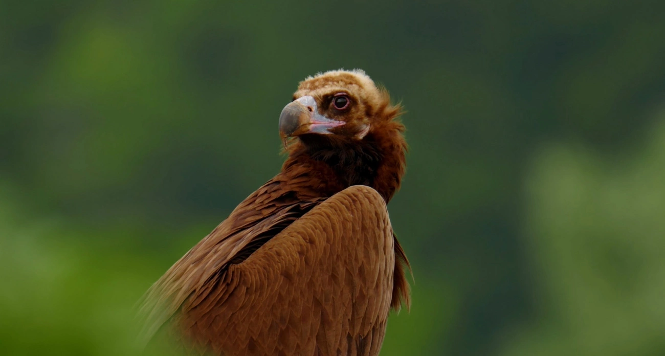 Крупнейшая птица мира в Чувашии и поздравления с Днем Республики: главные новости за 19.06.2025 в Чебоксарах