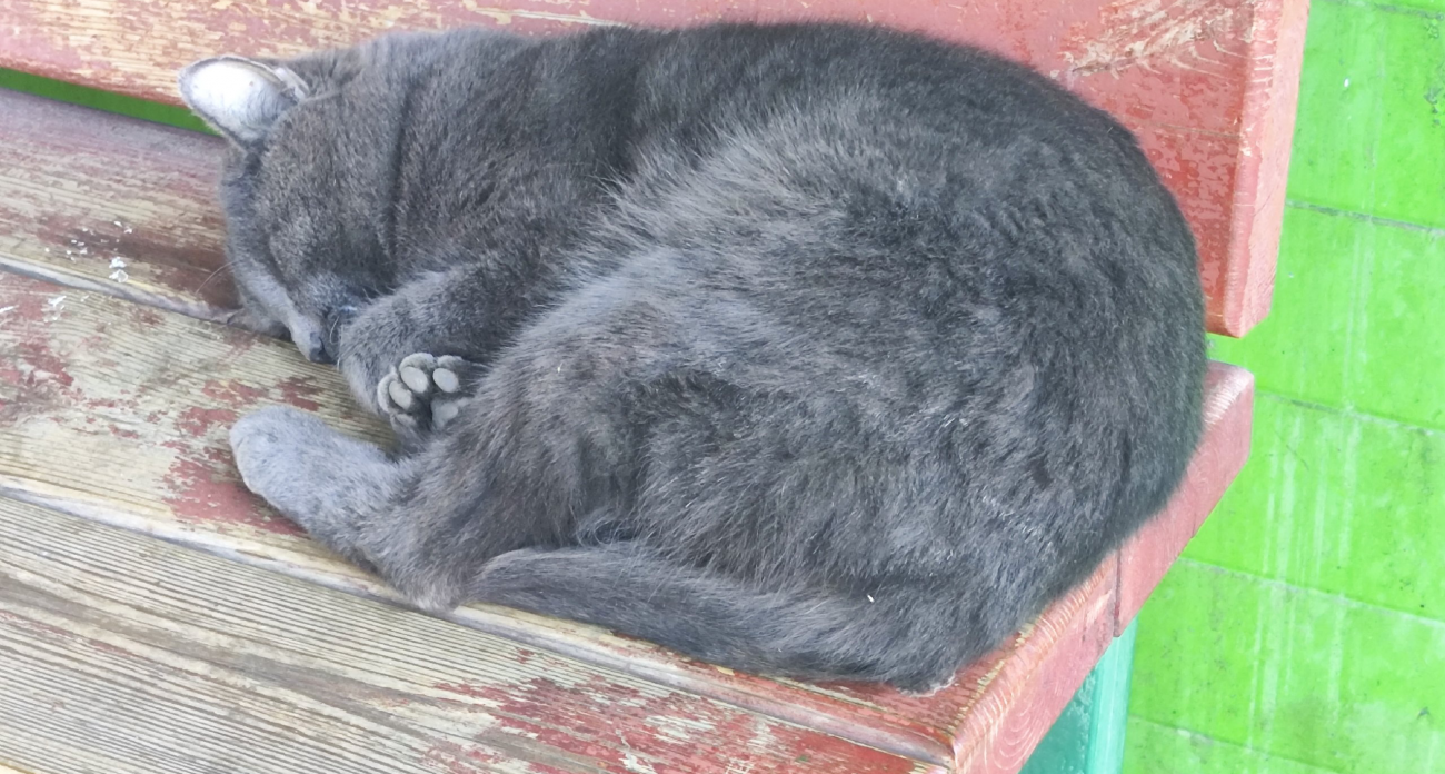 Срочно проверьте свою квартиру: эксперты раскрыли, почему ваша кошка сторожит дверь