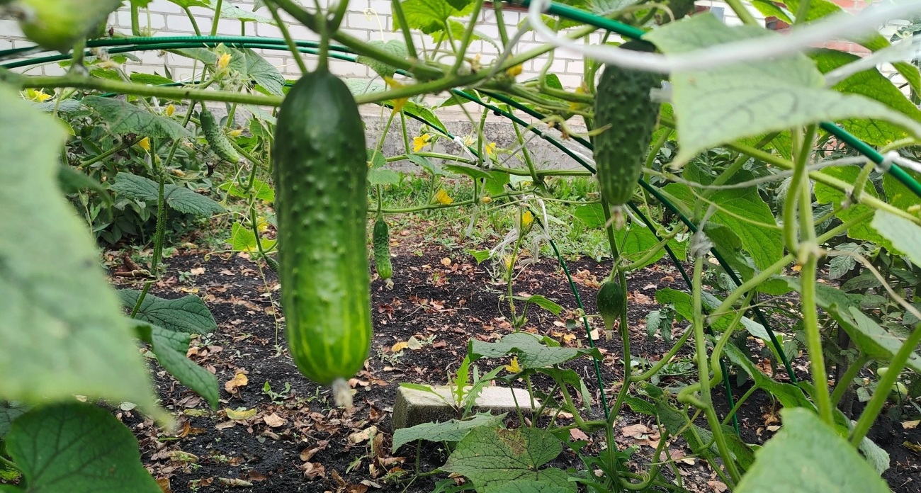 Сажаю этот овощ рядом с огурцами и собираю в 4 раза больше урожая