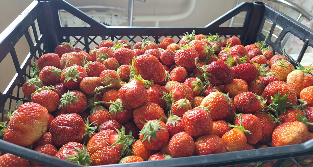 Всегда выбираю самую сладкую и сочную: на что смотреть при покупке клубники 