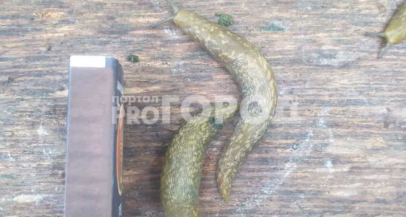 В Чувашии появились испанские слизни: опасны для растений, животных и человека