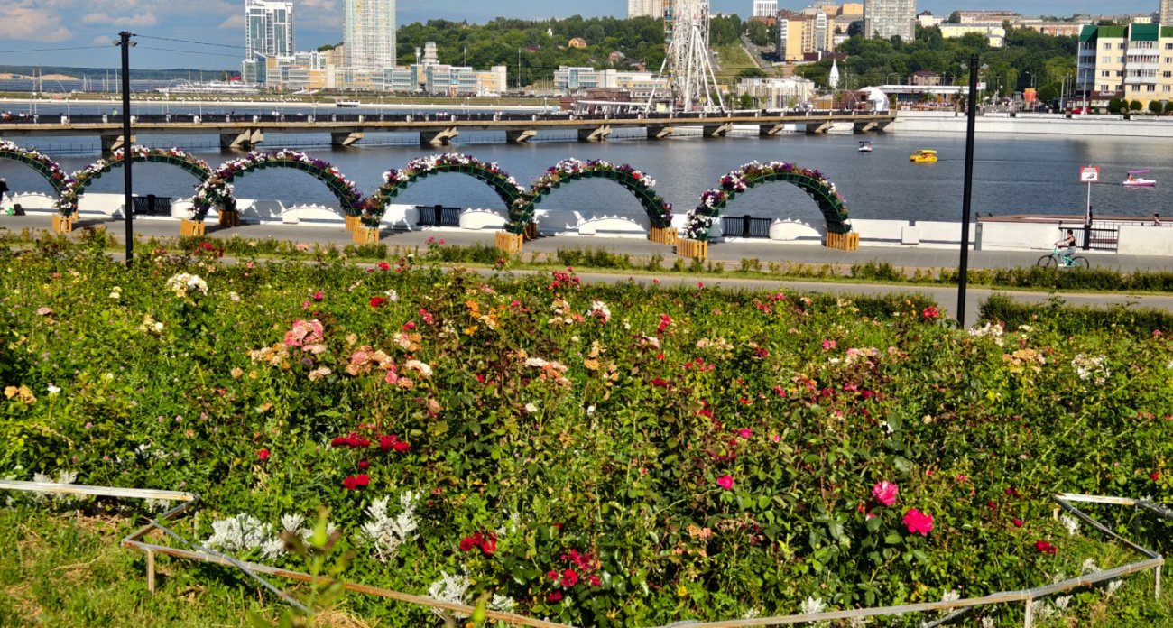 "Цветочная карта России" из 16 тысяч роз на Чебоксарском заливе вянет и превращается в сухоцвет