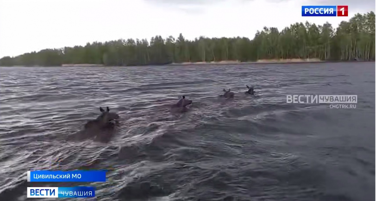 Семейство лосей переплывало реку в Заволжье и попало на видео очевидцев